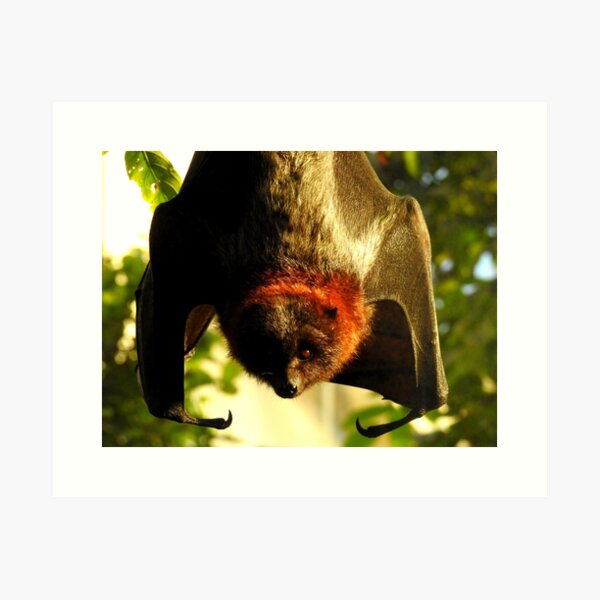 Item preview, Rodrigues Fruit Bat designed and sold by Barnbk02.
