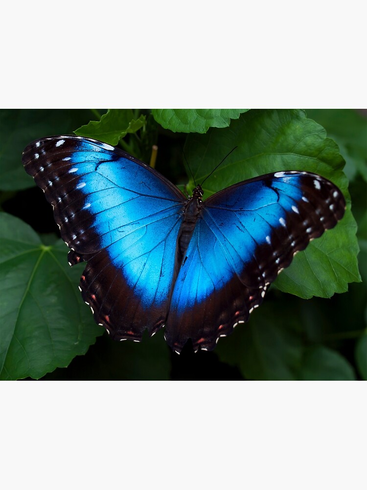 "Blue Morpho Butterfly" Art Print by Jenni77 Redbubble
