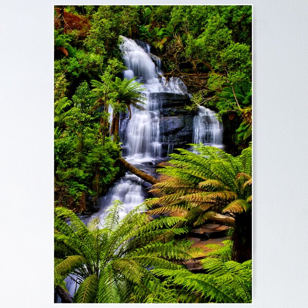Vista previa del artículo con la obra « en medio de la selva tropical en el Parque Nacional Great Otway», diseñado y vendido por Phil Thomson.
