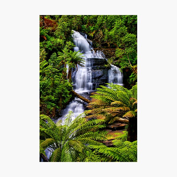 Vista previa del artículo con la obra « en medio de la selva tropical en el Parque Nacional Great Otway», diseñado y vendido por Phil Thomson.