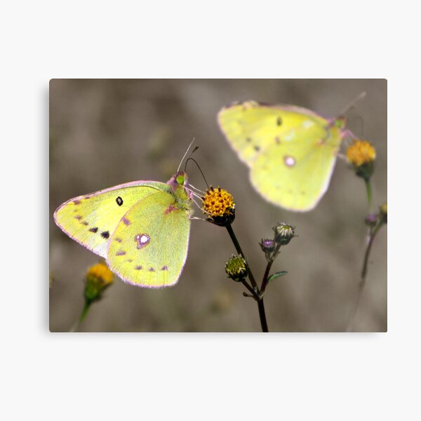Chaos Squared Metal Print