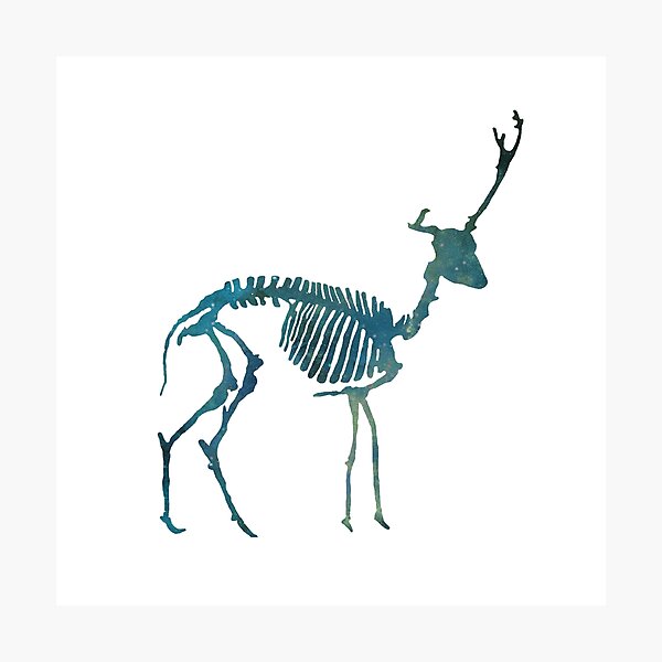 Deer Skeleton Deer Skeleton