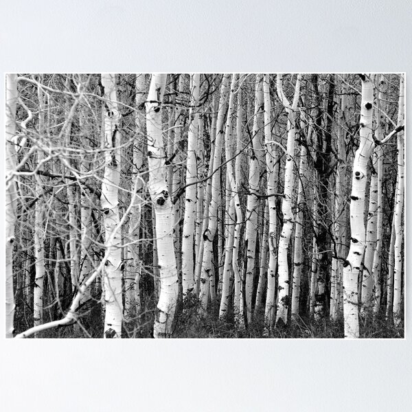 Item preview, Aspen in Black and White designed and sold by R. Mike Jacobson.