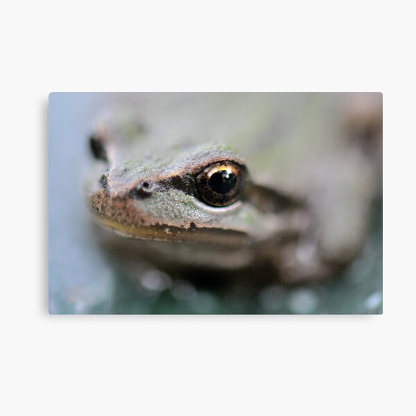A Frogs Eye Canvas Print
