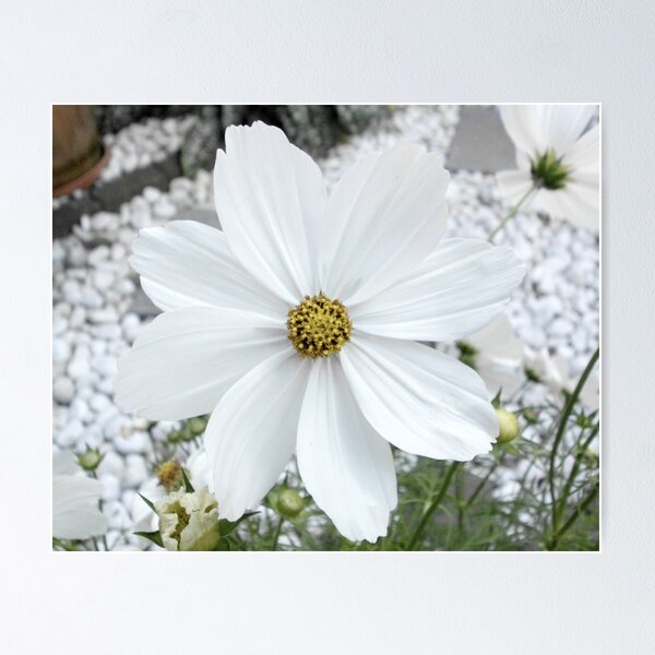 Item preview, cosmea designed and sold by Ianua.