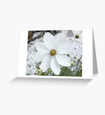 cosmea Greeting Card