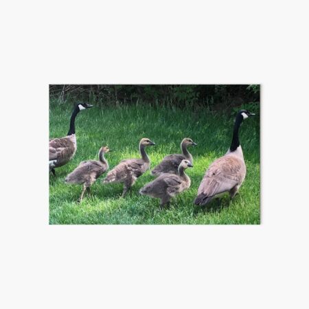 Geese Family Art Board Print