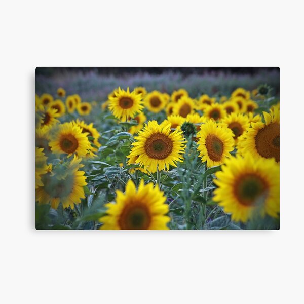 Item preview, for vincent designed and sold by Murph's Images.