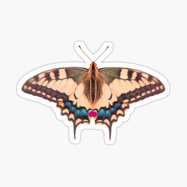 ColorFly Sticker