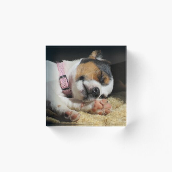 Item preview, Cuteness Overload  designed and sold by Tonia Delozier's Photography .