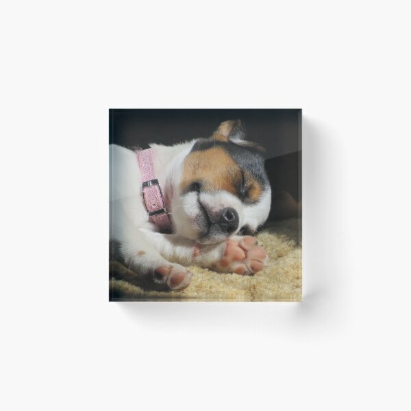 Item preview, Cuteness Overload  designed and sold by Tonia Delozier's Photography .