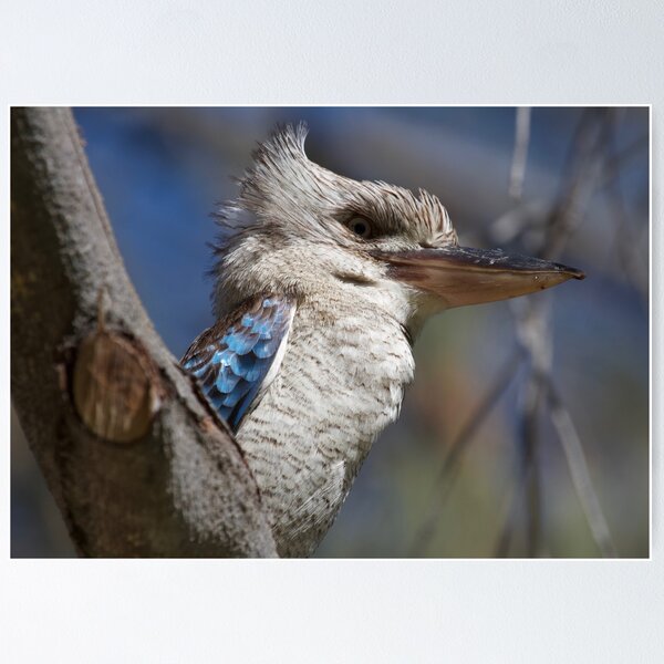 Item preview, Blue winged Kookaburra  designed and sold by MargsNaturePix.