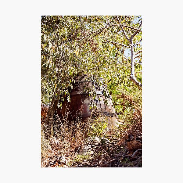 Item preview, A large old wine barrel in a thicket of plants designed and sold by Emma Grimberg.