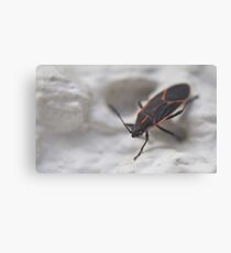 box elder bug Canvas Print
