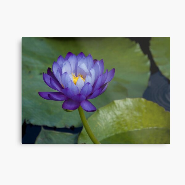 Item preview, Water lily  designed and sold by MargsNaturePix.