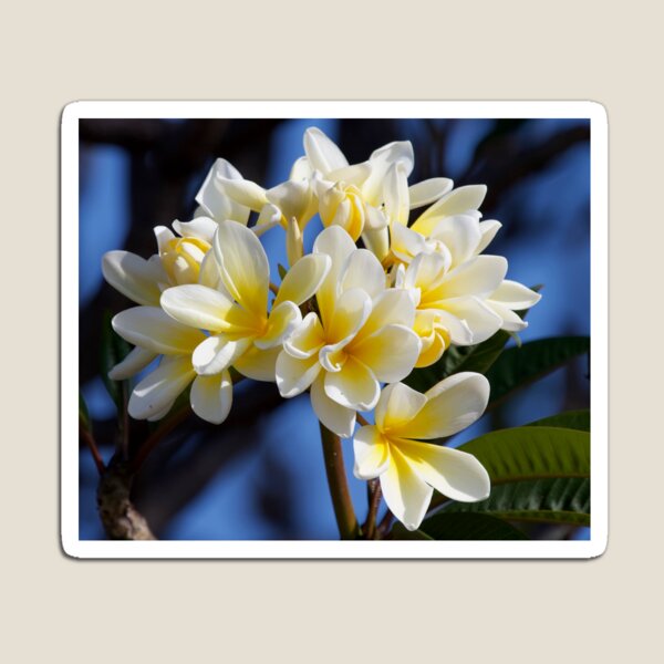 Magnet Boutonniere  Plumeria Botanical Boutique