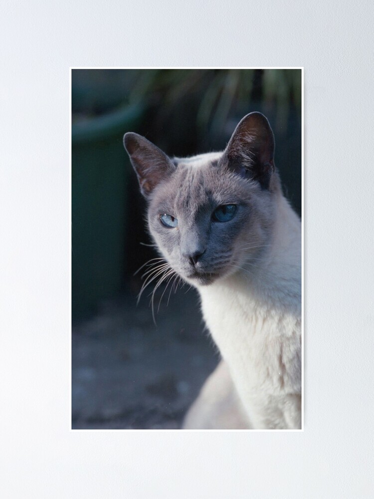 Poster L Aristocrate Blue Point Siamese Par Nerone Redbubble