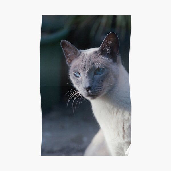 The Aristocrat, Blue Point Siamese Poster