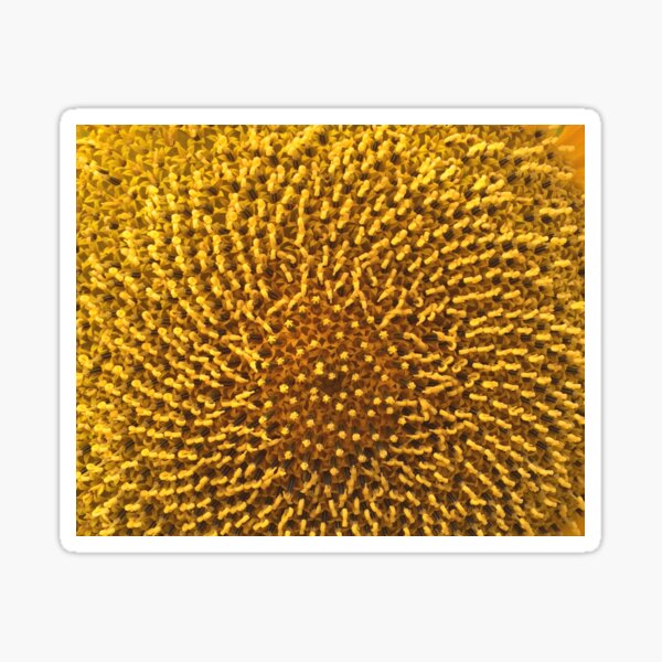 Sunflower Sticker