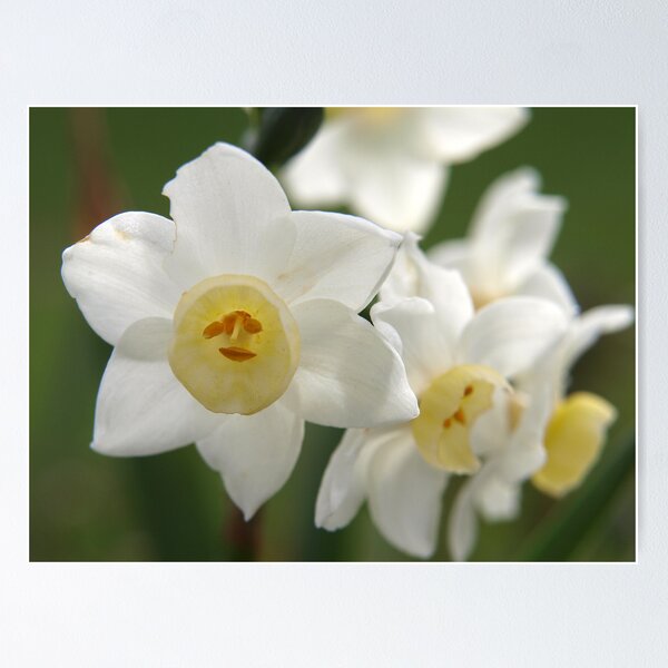 Item preview, Flower Face designed and sold by Pascal and Isabella Inard.
