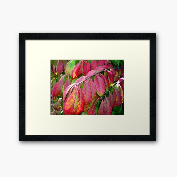 Burning Bush Framed Art Print