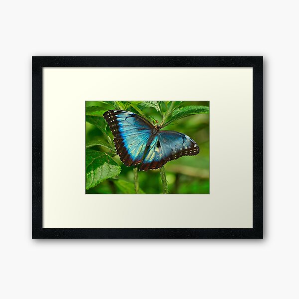 Item preview, NEW BORN MORPHO, Costa Rica designed and sold by Guy C. André Tschiderer.