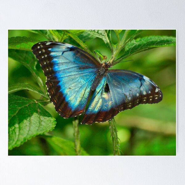 Aperçu de l'œuvre NEW BORN MORPHO, Costa Rica créée et vendue par Guy C. André Tschiderer.