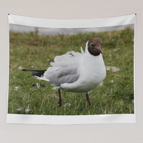 Item preview, Black Headed Gull Ruffled designed and sold by AnnDixon.