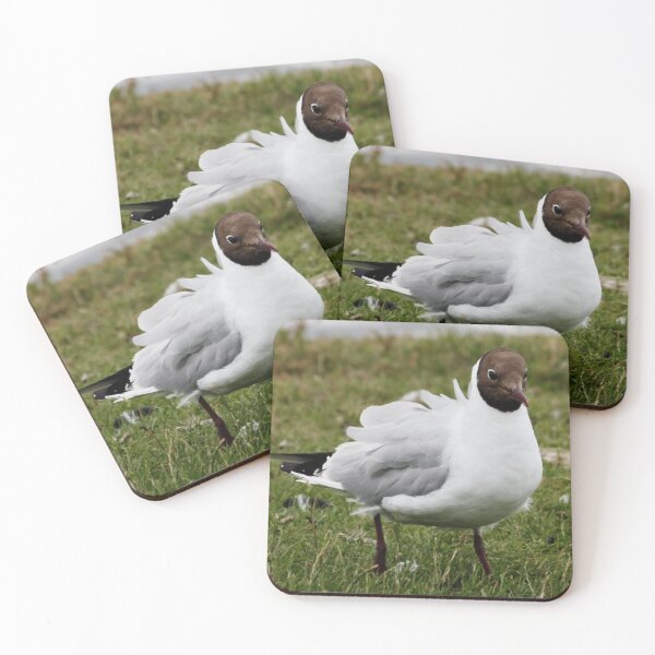Item preview, Black Headed Gull Ruffled designed and sold by AnnDixon.