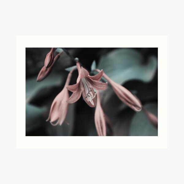 cladis 03 Art Print