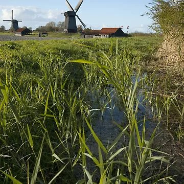 Artwork thumbnail, Dutch Roots by Brendan Schoon
