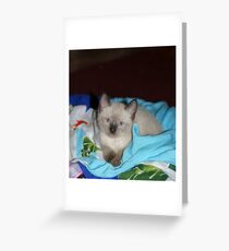 Siamese Kitty Greeting Card