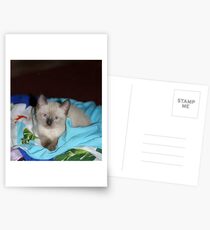 Siamese Kitty Postcards
