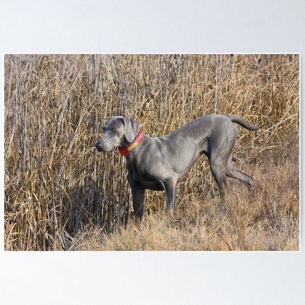 Blue piebald weimaraner for hot sale sale