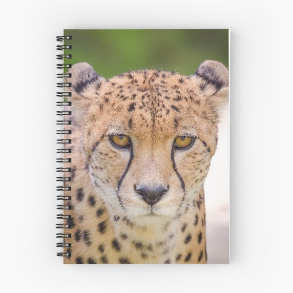 Item preview, Cheetah portrait designed and sold by photosbygemmad.