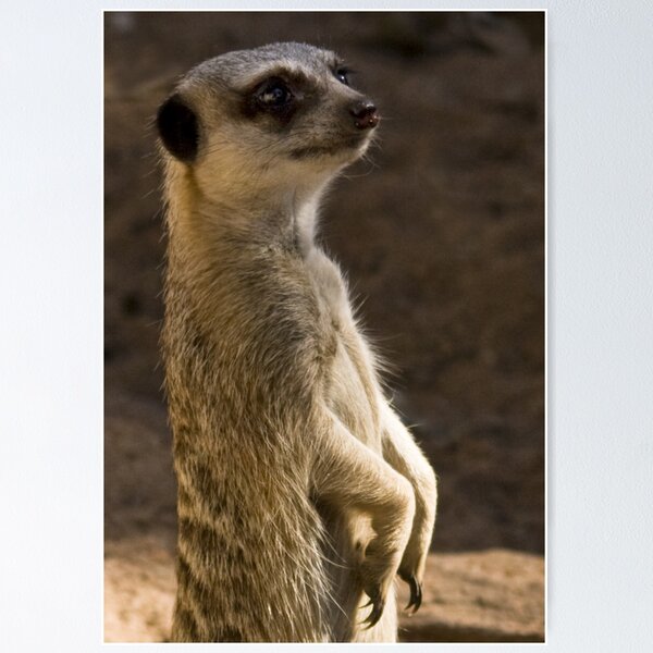 Item preview, Meerkat designed and sold by Rodney Wratten.