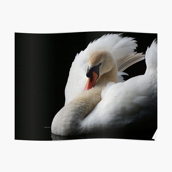 3457 Photo Picture Poster Print Art A0 A1 A2 A3 A4 Animal Poster MUTE SWAN