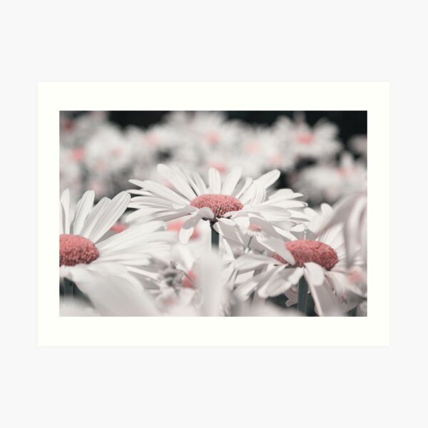 1001 petals v02 Art Print