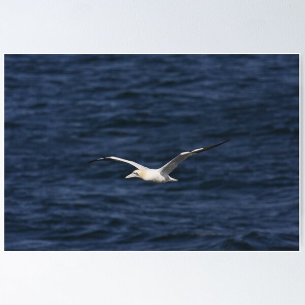 Item preview, Gannet 2 designed and sold by SWEEPER.