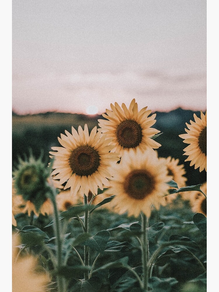 Sunflowers + Sunset by mauikauai