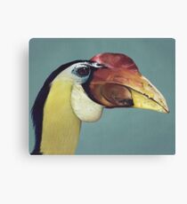 Wrinkled Hornbill Canvas Print