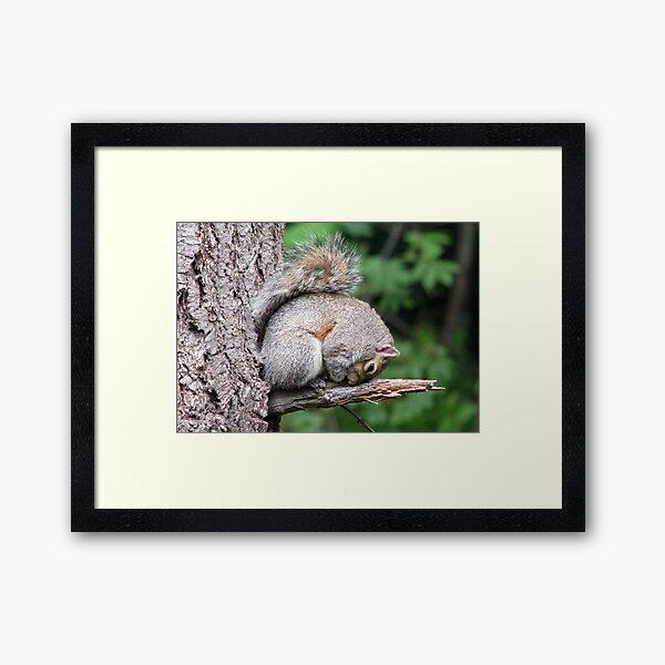 Napping in a Ball Framed Art Print
