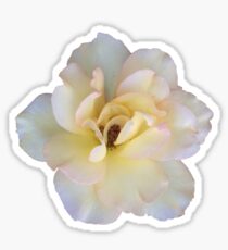 Pale Multi-colored Rose Sticker