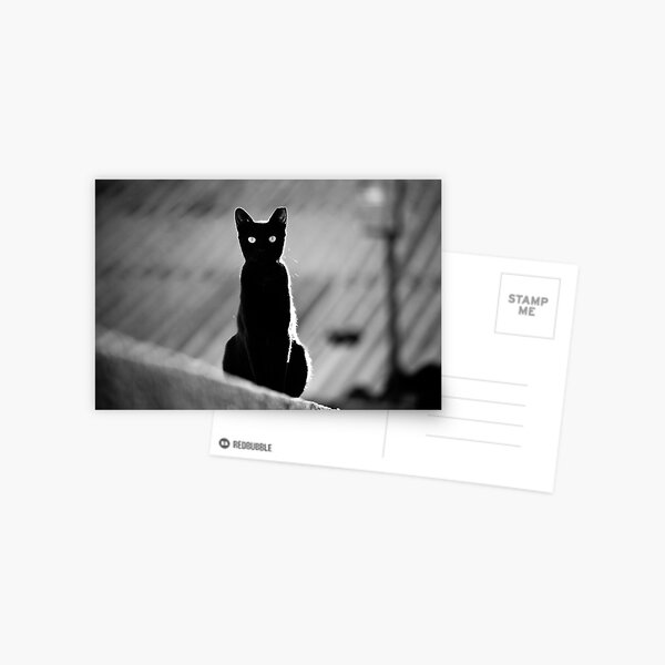 place in the sun for a black cat Postcard