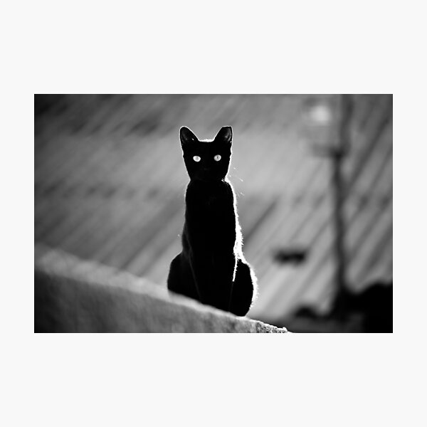 place in the sun for a black cat Photographic Print