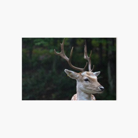 Male Fallow deer Art Board Print