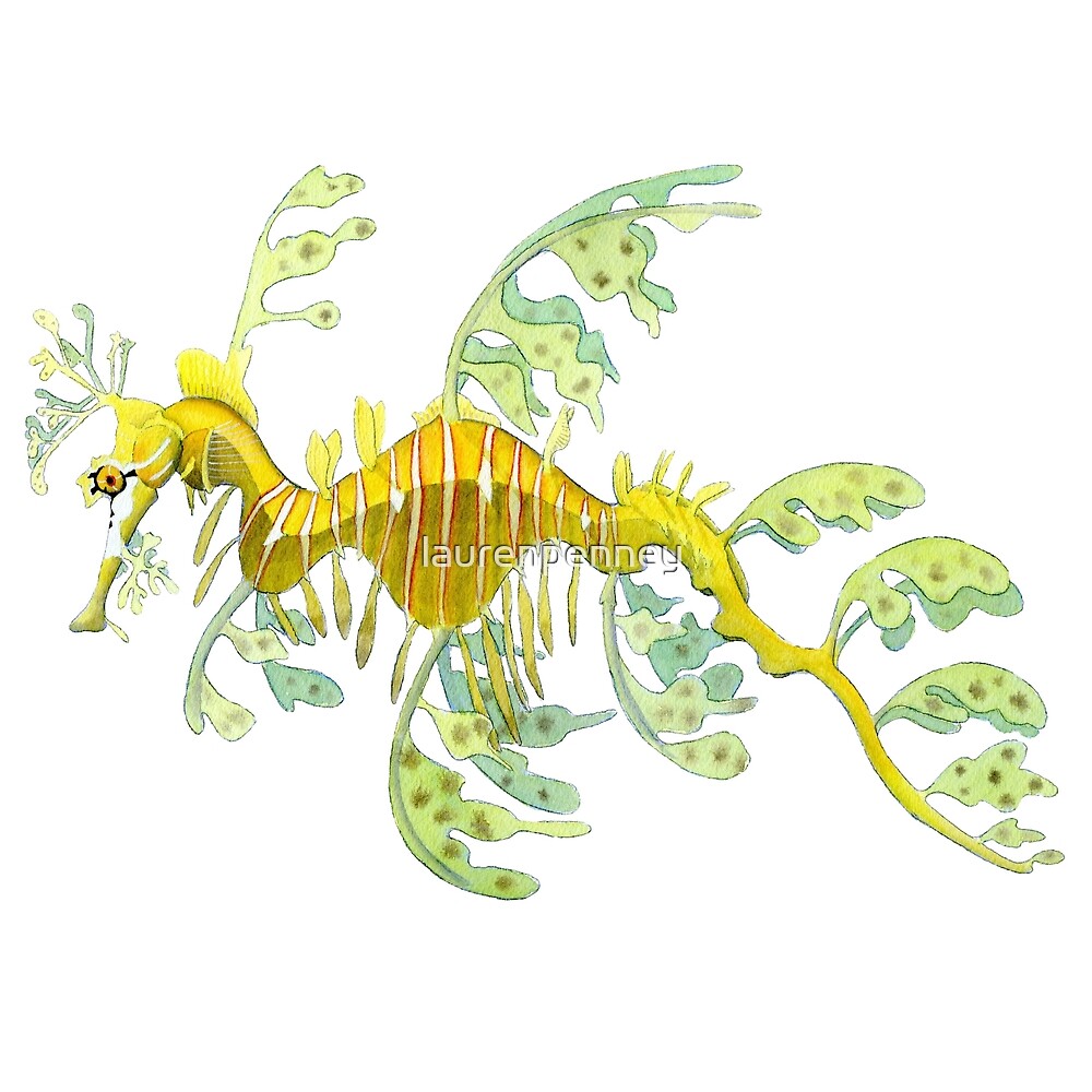 Leafy Sea Dragon By Laurenpenney Redbubble