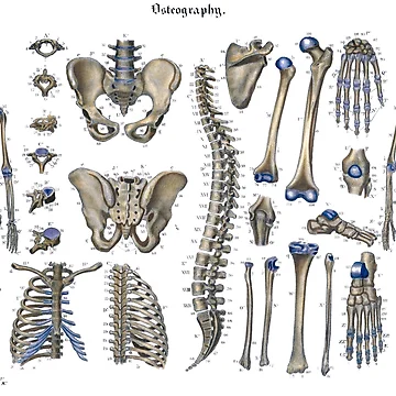 Artwork thumbnail, osteography  by StbdCapsized