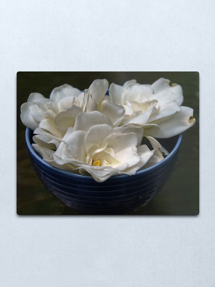 Lámina metálica «Flores blancas de gardenia en un tazón azul» de  Heathermarie321 | Redbubble