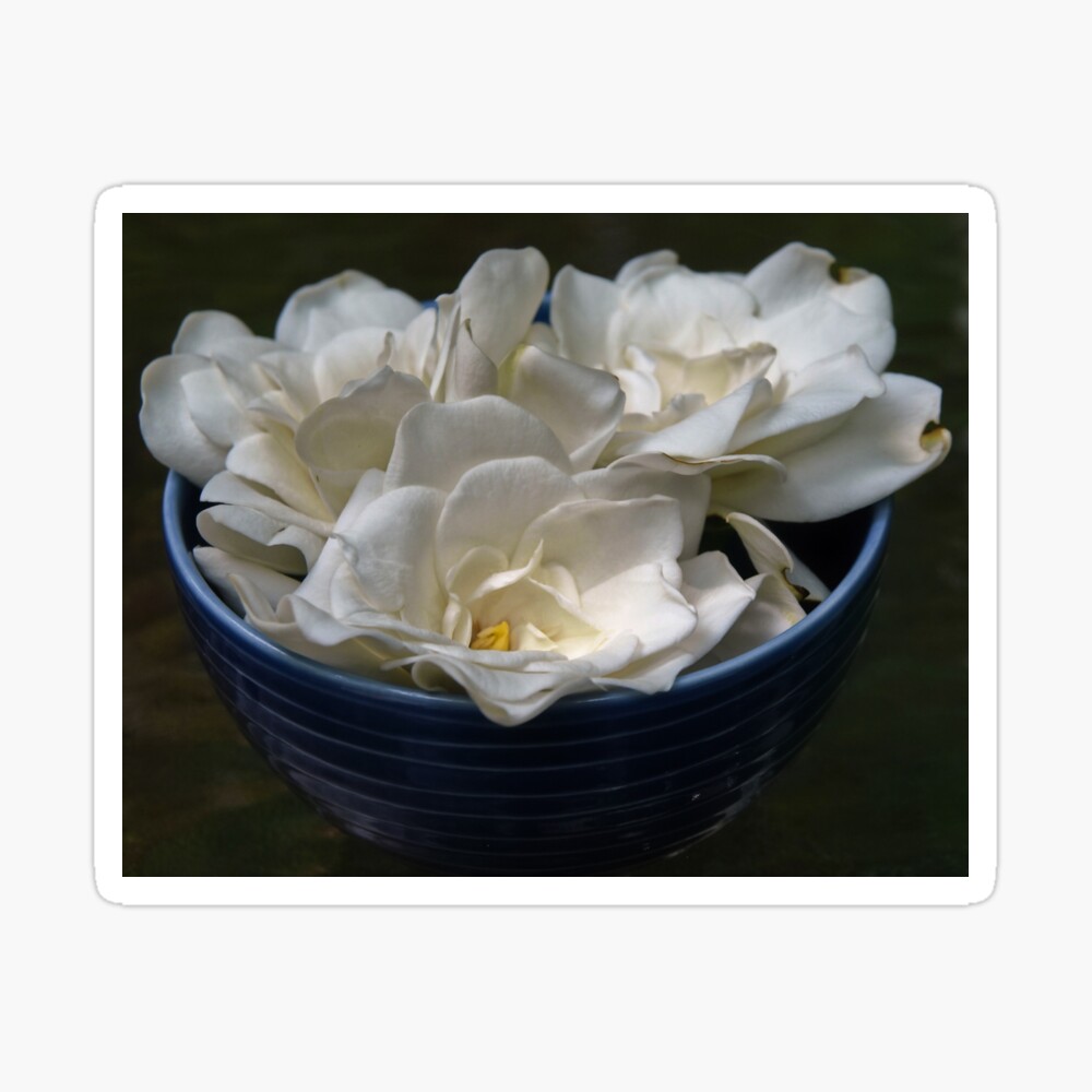 White Gardenia Flowers In A Blue Bowl Photographic Print By Heathermarie321 Redbubble